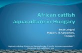 Peter Lengyel Ministry of Agriculture, Hungary · A Hungarian success story 7% 2001 12% 2008 19% 2016 0 500 1000 1500 2000 2500 3000 3500 African catfish production in Hungary