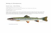 Biology & ManagementCompared to their relatives, lake trout and arctic charr, brook trout are a relatively short-lived fish with few surviving beyond 3 years of age. As a rule of thumb,