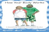 How Your Body Works - Queensland Health · How Your Body Works: A Gestational Diabetes Information Booklet, gestational diabetes, indigneous diabetes, gestational diabetes, insulin,