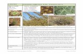 Artemisia californica Less. [Updated 2017]et... · Southern California Coast (261B), from 14 to 50 in (350 to 1280 mm) in the Central California Coast (261A), and from 10 to 30 in