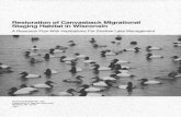 · · Resto ration of Canv asba~k Migrational ·- Staging Habitat ...Lake Poygan typically attracted Ute mosf canvasbacks durfug this period. In contrast Pools 7-8 of the UMR attracted
