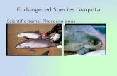 Scientific Name- Phocoena sinus - Sewanhaka High School · 2017-01-29 · Vaquita reserve in 2005. –CITES has pushed for Mexico to help stop illegal shipments of Totoaba, which