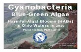 Harmful Algal Blooms (HABs) 2010 Presentation (Part 1)lakeeriehabsis.gis.utoledo.edu/wp-content/uploads/2016/06/HAB2010prespart1.pdfCyanobacteria Blue-Green Algae Harmful Algal Blooms
