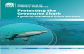 Protecting the Greynurse Shark - A guide for recreational fishers … · 2016-04-22 · and recreational fishing (including spearfishing) arrangements that currently apply at Greynurse