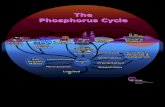 The Phosphorus Cycle · 2019-03-29 · Phosphorus Cycle Animal Sources Biosolids Plant Residues Fertilizer Adsorption Immobilization Leached P Crop Harvest Plant P Soil Organic Matter