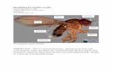 Identifying Drosophila suzukii - Andermatt Biocontrol · Identifying Drosophila suzukii Version from June 2, 2010 Oregon Department of Agriculture Josh Vlach jvlach@oda.state.or.us