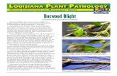 Boxwood Blight - LSU AgCenter · or consult the LSU AgCenter’s Disease Management Guide for current information on use and selection of fungicides for boxwood blight. Accurate identification
