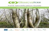 Field Identification Guide - Observatree · Chestnut blight is a serious disease of chestnut trees caused by the fungal pathogen Cryphonectria parasitica. This disease infects healthy
