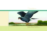 Lake Okeechobee - National Audubon Society · the Everglades Snail Kite and endemic Okeechobee Gourd. Throughout South Florida, drainage and development have seriously disrupted natural