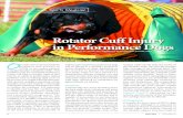 Rotator Cuff Injury in Performance Dogs · arthroscopy. Arthroscopic evaluation of the shoulder joint allows for direct observation of all major intra-articular structures with magnification,