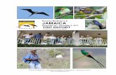 Sunrise Birding LLC JAMAICASunrise Birding LLC – JAMAICA Trip Report – November 30 – December 6, 2014 wintering Warblers including Black-throated Blue, Prairie, Black-and-White,
