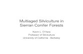 Multiaged Silviculture in Sierran Conifer ForestsGTR 220 Silviculture • Multiaged stands • Spatial heterogeneity • Mixed-species but favoring pines • Retaining large trees