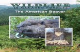 IN MANAGED FORESTS The American Beaver · 3 2.0 Beaver identification and biology General: The American beaver is the largest rodent in North America. In Oregon, beavers are known