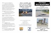 Drive carefully and Facts About watch out for wildlife ... · watch out for wildlife. You never know what might be around the next curve! Where can we see alligators? Alligators are