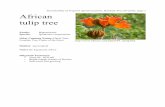 Sustainability of Tropical AgroEcosystems, Roadside Tree ID …parrottlab.uga.edu/Tropag/CR2010/Course Manual/Roadside... · 2012-07-26 · Habitat: Tropical moist to tropical wet