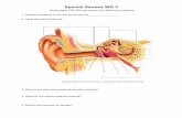 Special Senses WS 3 - Barnesville Public Schools / Homepage · 2016-09-01 · Special Senses WS 3 Read pages 294295 and answer the following questions. 1. Sensory receptors in the