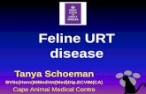 “Snuffles in my cattery” · 2017-05-11 · “Snuffles/Cat Flu” Feline upper respiratory disease and conjunctivitis •FHV-1 (rhinotracheitis virus) •FCV •Chlamydia felis