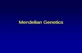 Mendelian Genetics - classpages.warnerpacific.educlasspages.warnerpacific.edu/bdupriest/BIO 250... · Mendelian Probabilities • Cross outcomes follow the multiplication rule –