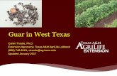 Guar in West Texas - Texas A&M AgriLifeagrilife.org/lubbock/files/2017/02/Guar-Production... · FTS International, Ft. Worth, uses 1,700 tons of guar gum (2012) a month (3-4X current