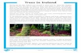 Trees in Ireland - Achonry National School · Trees in Ireland Page 1 of 1. Trees in Ireland During the Ice Age, Ireland was covered in snow and ice. When the weather became warmer