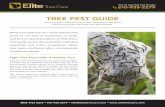 TREE PEST GUIDE - Amazon S3...the tree so that the root flare sits slightly above ground level. 4. Backfill hole – After the tree is in the hole, gently spread out the roots so that