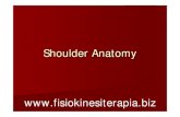 Shoulder AnatomyShoulder Complex Bone Anatomy Scapula 1. spine 2. acromion 3. superior border 4. supraspinous fossa 5. infraspinous fossa 6. medial (vertebral) border 7. lateral (axillary)