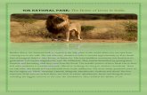 Gir National Park: The Home of Lions in India · This tourist destination is located at small walking distance from Sinh ... Indian Eagle-Owl, Black-headed Oriole, Pygmy Woodpecker,
