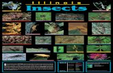 IDNR Illinois Insect Poster CRA · WhatIsAnInsect? SpeciesDescriptions ORDER EPHEMEROPTERA mayfly —Amayflynymph isaquaticandcantake severalyearstodevelopintoanadult.Theadult ...