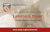 PowerPoint Presentation€¦ · HORSE HEALTH EDUCATION: LAMENESS DIAGNOSTIC TESTS Arthroscopy. This surgical procedure allows visual examination of the inside of a joint or tendon