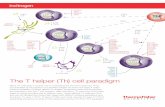 The T helper (Th) cell paradigm - Thermo Fisher Scientificassets.thermofisher.com/TFS-Assets/BID/posters/t-helper-cell-paradi… · The T helper (Th) cell paradigm. Summary Feature