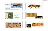 The Life Cycle of the Honey bee - Warren Mite and Small... · the Hive Normal Honey Bee Development The Life Cycle of the Honey bee Healthy Eggs Capped Brood Healthy c-shaped larvae.