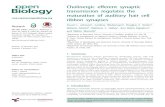 Cholinergic efferent synaptic transmission regulates the ...eprints.whiterose.ac.uk/108275/1/Cholinergic... · Cholinergic efferent synaptic transmission regulates the maturation
