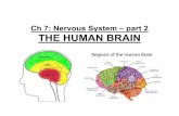 Ch 7: Nervous System – part 2 THE HUMAN BRAIN · Ch 7: Nervous System – part 2 THE HUMAN BRAIN. Parts of the Brain: • The brain has 3 main parts: 1) CEREBRUM ... centers for