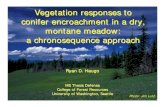 Vegetation Responses to Conifer Encroachment · conifer encroachment in a dry, montane meadow: a chronosequence approach Ryan D. Haugo MS Thesis Defense College of Forest Resources