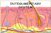 INTEGUMENTARY SYSTEM · Integumentary System •Skin (cutaneous membrane) •Skin derivatives –Sweat glands –Oil glands –Hair –Nails –Receptors. Skin Structure •Epidermis—outer