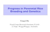 Progress in Perennial Rice Breeding and Genetics...O.eichingeri Peter 24 CC Sri Lanka,Africa O.rhizomatis Vaughan 24 CC Sri Lanka O.punctata Kotschy ex Steud. 24,48 BB,BBCC Africa