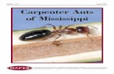 Bulletin 1158 August 2007 Carpenter Ants of …...among the largest and most common ants in the world and are found in all biogeographical regions (Bolton, 1995). More than 900 species