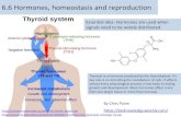 6.6 Hormones, homeostasis and reproduction · 2018-03-27 · Understandings Statement Guidance 6.6.U1 Insulin and glucagon are secreted by β and α cells of the pancreas respectively