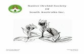 Native Orchid Society Of South Australia Inc. Journal · Native Orchid Society of South Australia Inc. Journal June 2014 O Vol. 38 N 5 50 NATIVE ORCHID SOCIETY OF SOUTH AUSTRALIA