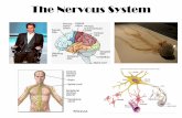 The Nervous System...2.Peripheral nervous system (PNS) – Everything else – Includes the nerves that lead into and out of the CNS – Function: responds to the world around you