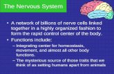 The Nervous System - PLCNeTanatomy.plcnet.org/files/Lectures/English_1_2/2018...Basic Functions of the Nervous System 1. Sensation • Monitors changes/events occurring in and outside