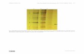 Mariela Gómez et al. , Rio de Janeiro, Vol. 113(12 ... · Mariela Gómez et al. 1|3 Fig. 1: electropherotype profile of RVA strains. SA11 (A) strain possesses a long RNA pattern,