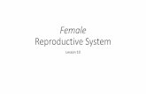 Female Reproductive System - Ms. Kim€¦ · Female Hormones •Estrogen–steroid hormone •Maintenance of female reproductive system •Development of secondary sex characteristics