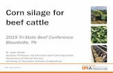 Corn silage for beef cattle · 2019-08-23 · Benefits Risks Nutrient deficits Best management practices ... One of the most economical roughage sources after factoring in DM and