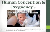 Human Conception & Pregnancy · Human Conception & Pregnancy… During intercourse, over 200 MILLION SPERM are released into the UTERUS.However, only a FEW HUNDRED make it into the