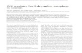 JNK regulates FoxO-dependent autophagy in neuronsgenesdev.cshlp.org/content/25/4/310.full.pdfJNK regulates FoxO-dependent autophagy in neurons Ping Xu,1 Madhumita Das,1 Judith Reilly,1
