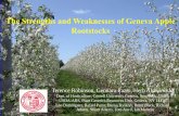The Strengths and Weaknesses of Geneva Apple Rootstocks · - Tissue Culture to induce greater juvenility in stoolbed - Tissue Culture plants as rootstocks. Rooting of G.41 Apple Rootstock