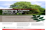 Managing Chalara dieback of ash in London - LTOA · common ash (Fraxinus excelsior) is the most common ash species. Narrow-leaved ash (F. angustifolia) and other ornamental varieties