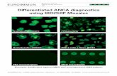 Differentiated ANCA diagnostics using BIOCHIP PR3 microdroplets Granulocytes (EOH) Granulocytes (HCHO)