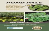 POND PALS - Bay of Plenty · 2018-10-24 · See safe pond plant suggestions in the NIWA Low Risk Aquarium and Pond Plants Guide at